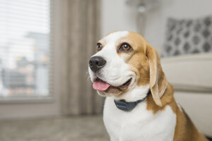PetSafe® Audible Bark Collar Offers Unique Pet Training Solution, New Method of Bark Control