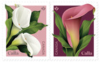 Canada Post welcomes spring with calla stamp issue