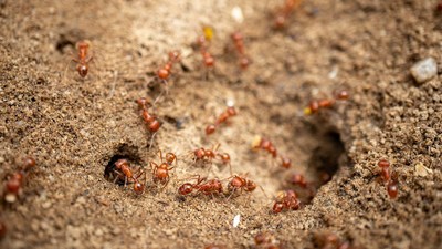 Harvester ants optimize their food-foraging behavior in a way that resembles how data is sent through the Internet. Cold Spring Harbor Laboratory researchers Saket Navlakha and Jonathan Suen found that ants use an “additive-increase/multiplicative-decrease algorithm”, as do other natural systems. Image: © Xhico – stock.adobe.com