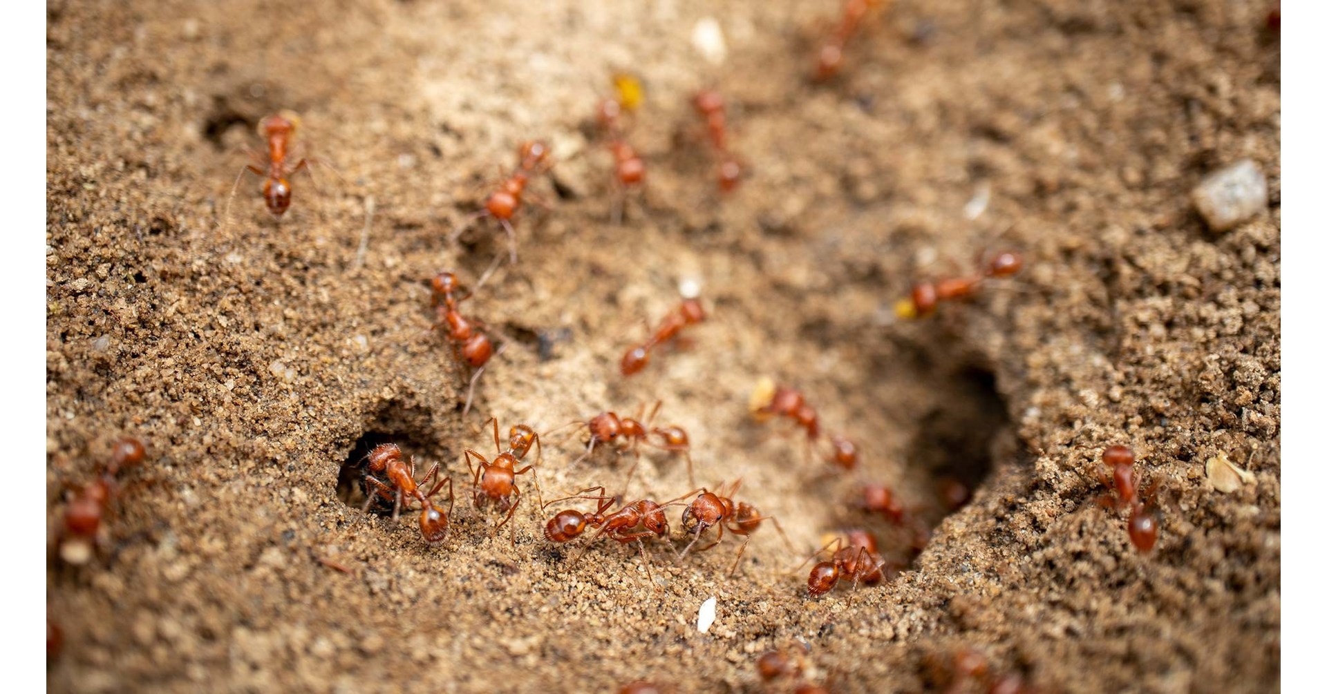 Capital venture ants Ant Group