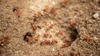 Deciphering Algorithms Used By Ants And The Internet