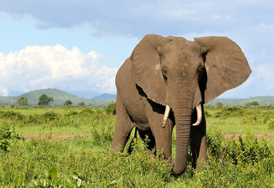 An elephant in Mikumi National Park. (c) World Animal Protection (CNW Group/World Animal Protection)