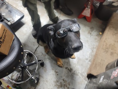Duke, a cool German Shephard from Alberta, Canada, loves to join his owner Nolan Jenkins at work. During one outing, he came in contact with toxic industrial coolant.