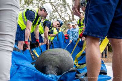 Animal care experts from Walt Disney World Resort recently assisted the Florida Fish and Wildlife Conservation Commission with the successful release of a 680-pound manatee named Plantaina at Blue Spring State Park, about 50 miles northeast of Walt Disney World Resort.