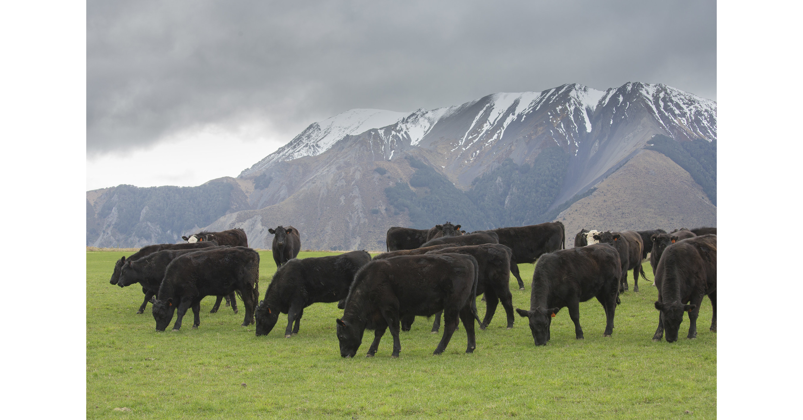 Silver Fern Farms Announces Net Carbon Zero Angus Beef