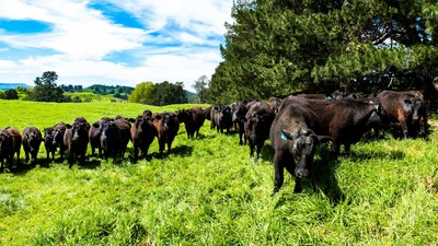 Silver Fern Farms grass-fed cattle