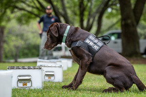 Auburn University College of Veterinary Medicine awarded $24 million Homeland Security contract to advance detection canine science; research contract largest in Auburn history