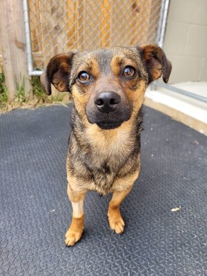 PEDIGREE Foundation has announced the opening of its 2022 grant cycle, marking the Foundation's 15th year of providing U.S. shelters and rescues with much-needed funding to support dogs like Artemis, who was taken in by a grant recipient and is now in a loving home.