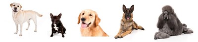 LABRADOR RETRIEVER CONTINUES ITS REIGN AS TOP DOG WHILE BULLDOG GETS BUMPED FROM TOP 5