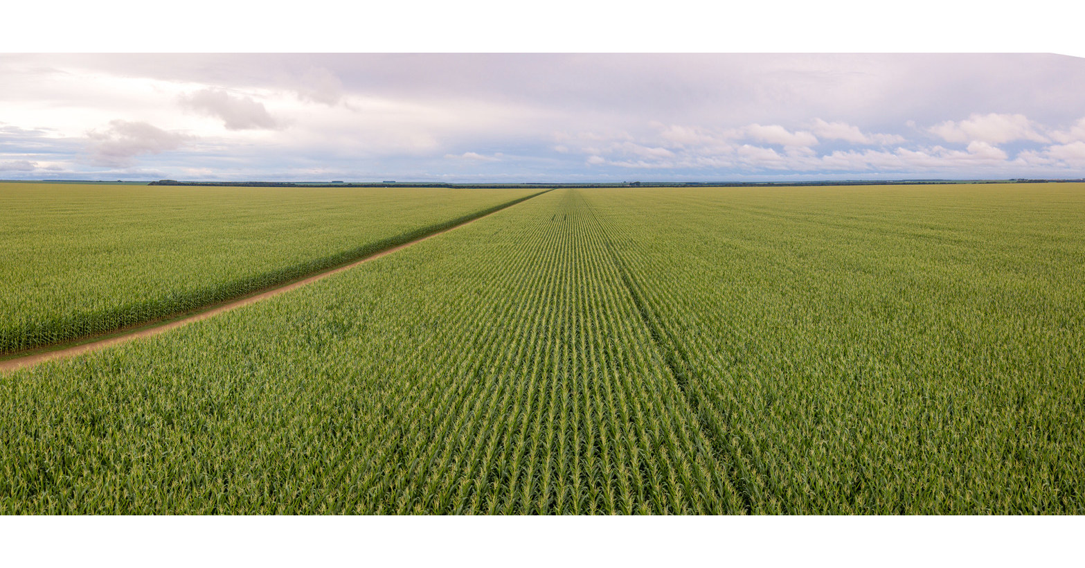 Oxitec conclui primeiras liberações em larga escala da Spodoptera do Bem™ em campos comerciais de milho no Brasil Oxitec conclui primeiras liberações em larga escala da Spodoptera do Bem™ em campos comerciais de milho no Brasil