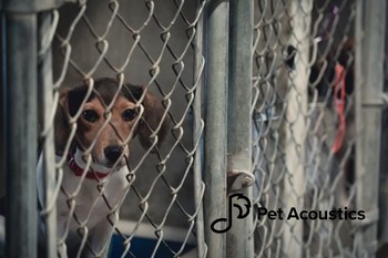 The Pet Acoustics Rescue Initiative