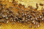 Honey bee colony collapse could mean food insecurity - Genomic tools will help support better mite resistance