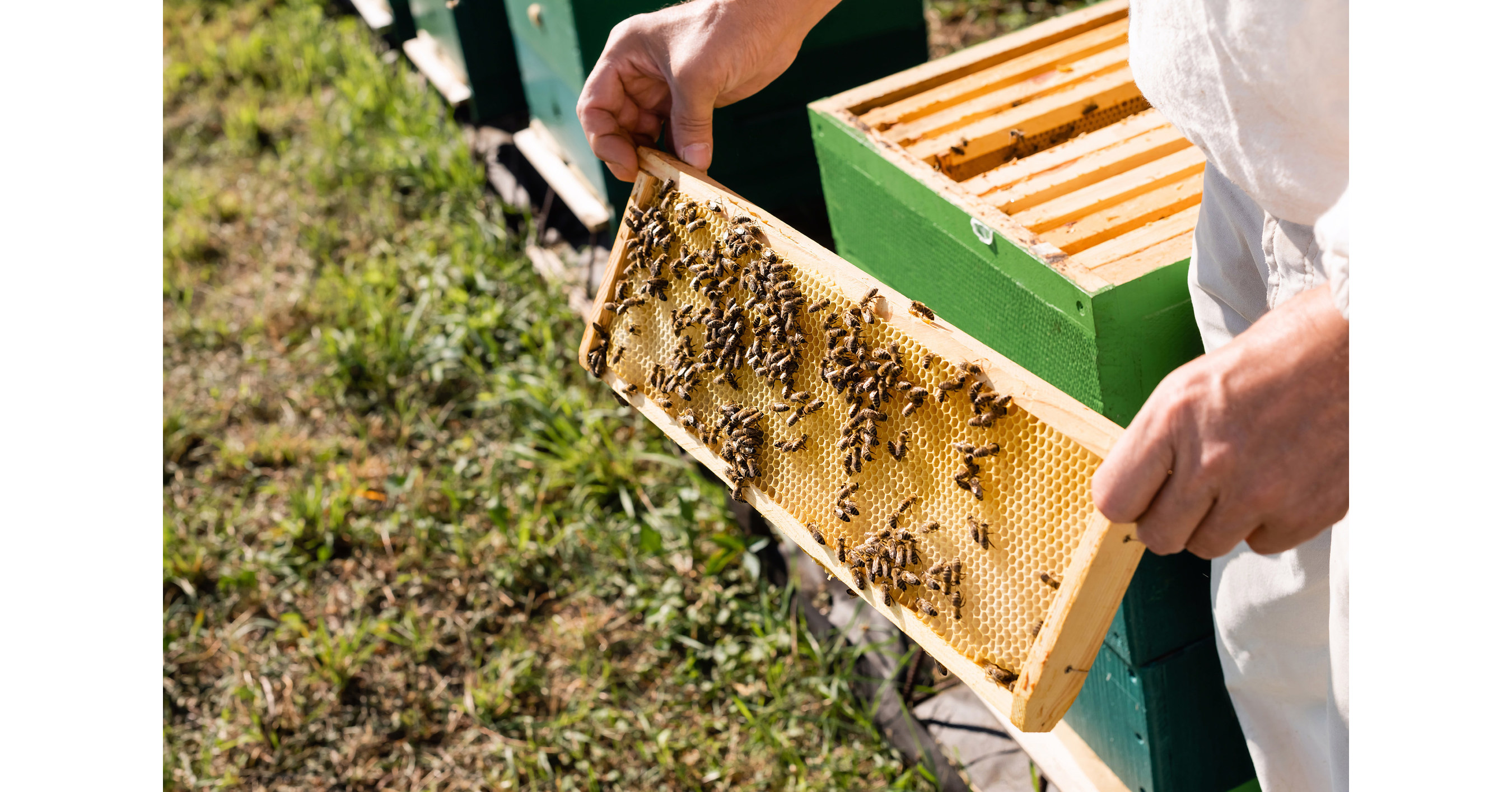 View Of Honeycomb Of The Honey Bee by Simon Fraser/science Photo