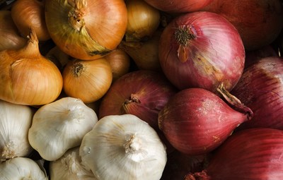 Garlic and onion can cause vomiting and diarrhea, as well as anemia and other red blood cell changes depending on the amount ingested due to sulfur containing oxidants.