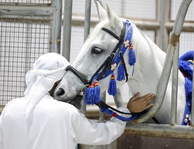Part of the Abu Dhabi International Hunting and Equestrian Exhibition (ADIHEX 2021), auctions of falcons, horses, and camels, as well as the most beautiful captive-bred falcons, and Saluki beauty contest (Arabian hunting dogs) are among the most prominent events, in addition to educational and environmental activities and heritage shows.