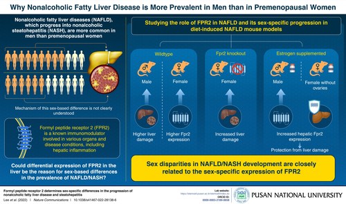 Pusan National University Scientists Discover Why Women Are More Resistant to Nonalcoholic Fatty Liver Disease than Men