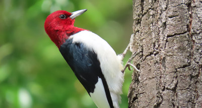 Red-headed Woodpeckers© Eva Huntley (CNW Group/Ontario Nature)