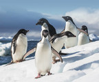 Quark Expeditions' New Antarctic 23.24 Season Caters to the Explorer In all of Us