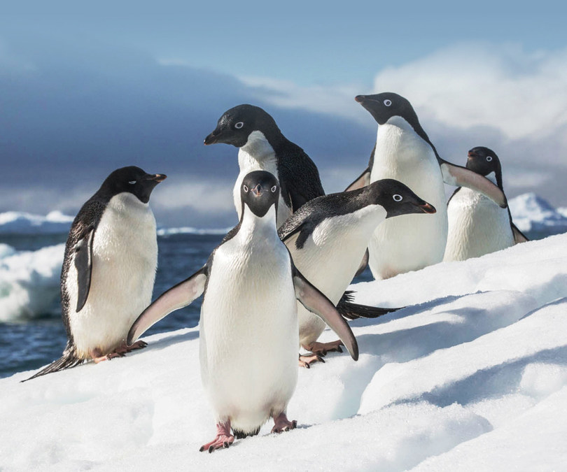 Quark Expeditions' New Antarctic 23.24 Season Caters to the Explorer In all of Us - Vimarsana News