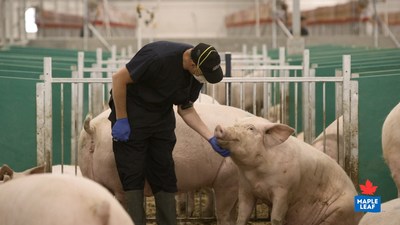 Maple Leaf Foods animal care provider interacting with a sow (CNW Group/Maple Leaf Foods Inc.)