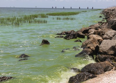 Cyanobacterial bloom in Lake Okeechobee, Florida. Photo by Paul Alan Cox.