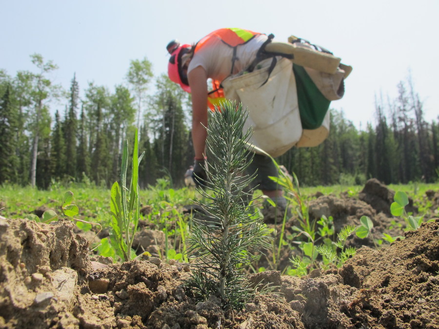 IKEA Canada partners with Project Forest to rewild landscapes in Alberta - Vimarsana News