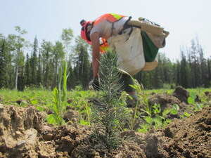 IKEA Canada partners with Project Forest to rewild landscapes in Alberta