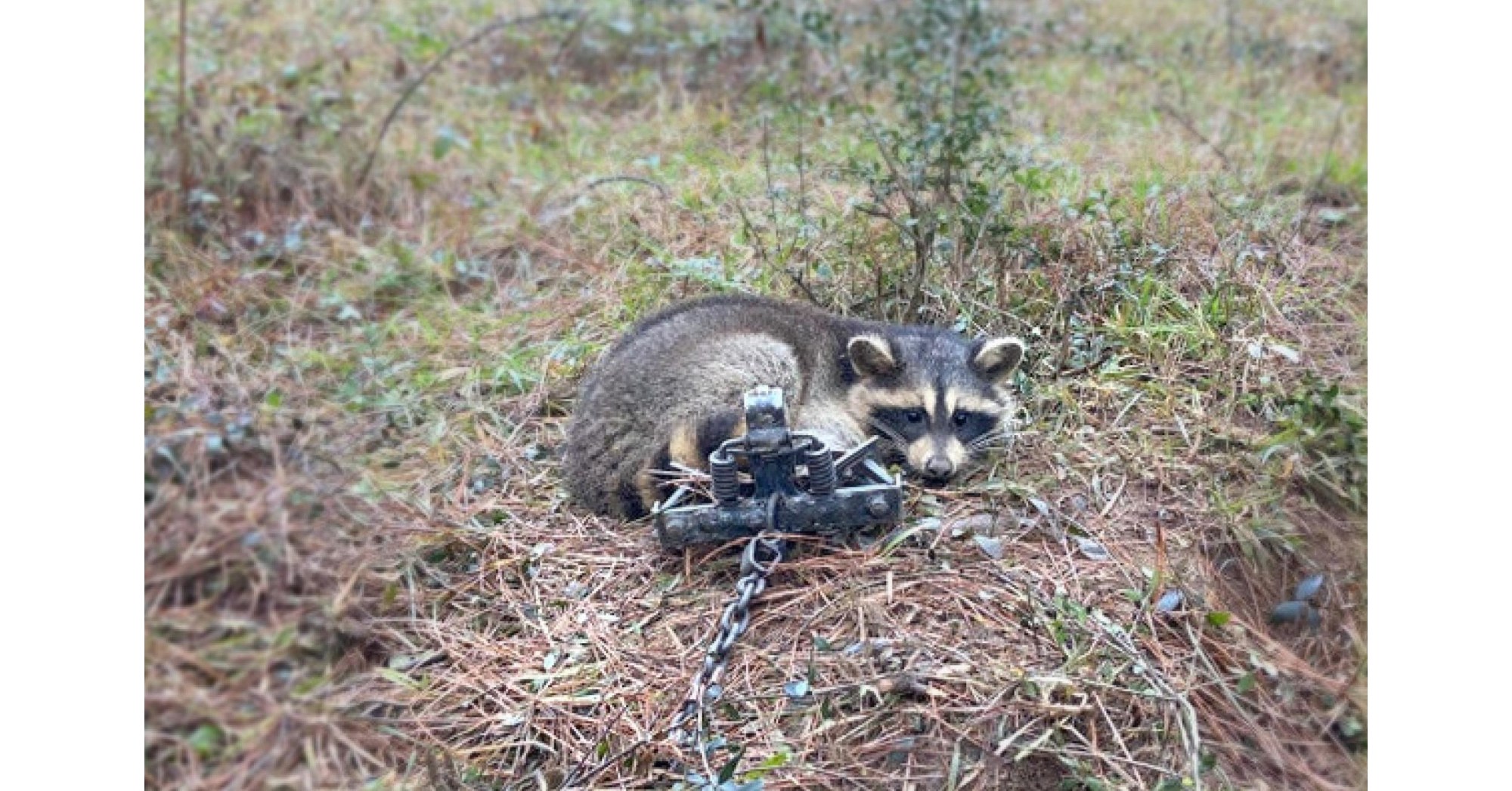 New Undercover Investigation Reveals the Shocking Brutality of Trapping  Animals for Fur and Recreation in the United States