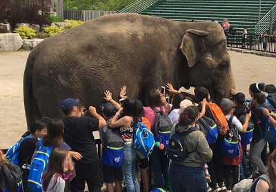 Captive elephant at a Canadian venue. The Jane Goodall Act, if passed, would provide better protection for hundreds of wild animal species including elephants, great apes, monkeys, tigers, lions, most bears, wolves and several reptiles.  World Animal Protection. (CNW Group/World Animal Protection)
