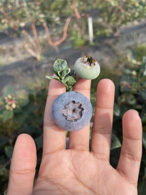 Blueberries pollinated by Beeflow were substantially bigger – more than a 50 percent increase in average berry size by gram – than berries pollinated through conventional pollination approaches.