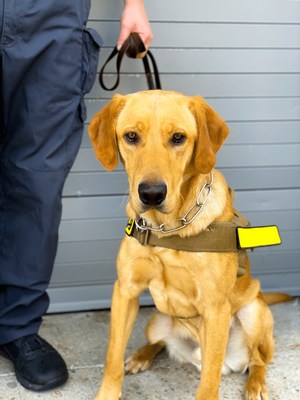 MD-Bio COVID K9s are specially trained to sniff for COVID-19 on people and surfaces, enabling the quick screening of large events, schools, businesses and more.