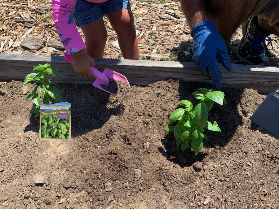 Nurseries donate to address food insecurity through 'Plant a Better Tomorrow' program - Vimarsana News