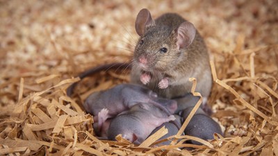 A mother mouse watches over her pups. Neuroscientists at Cold Spring Harbor Laboratory have discovered a set of neurons that activates when mother mice fetch their wandering pups. Image: Roman Dvorkin/Shea lab/CSHL, 2022