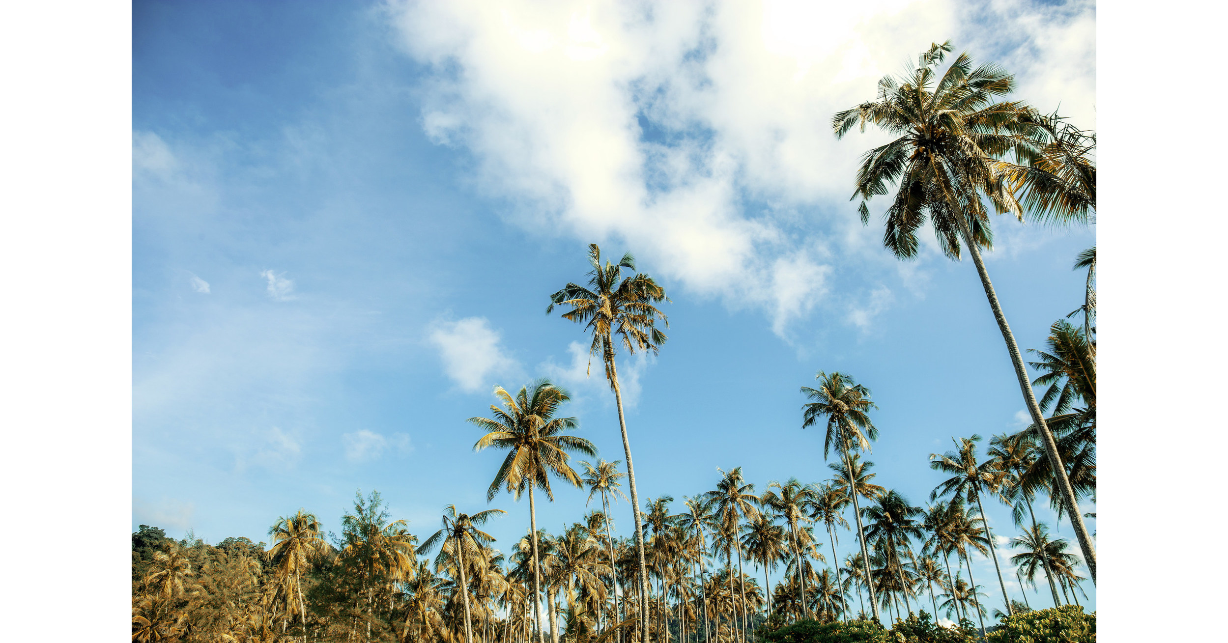The Coconut Coalition of the Americas Celebrates 2022 Coconut Champion Martial Beck