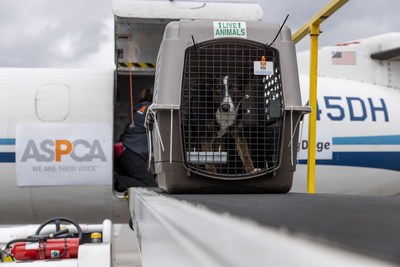 ASPCA's 200,000th Animal Transported Nationally, Noah, Lands in Massachusetts; Will Soon be Available for Adoption
