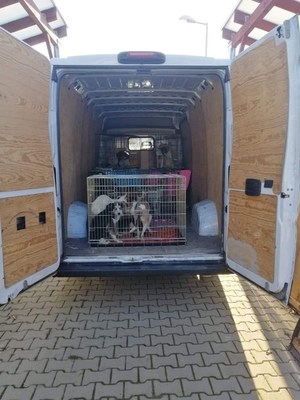 Helen Woodward Animal Center's Ukraine Animal Crisis Fund is providing financial assistance to animal welfare workers who administer medication and supply food, bedding and more to the pets of Ukrainian refugees and Ukrainian shelter pets.  Here, a volunteer van from Polish Society for The Protection of Animals arrives with dogs rescued from Ukrainian shelters.