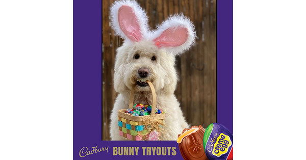 Therapy Dog, Annie Rose Hops into New Role as the Next Cadbury Bunny for  2022