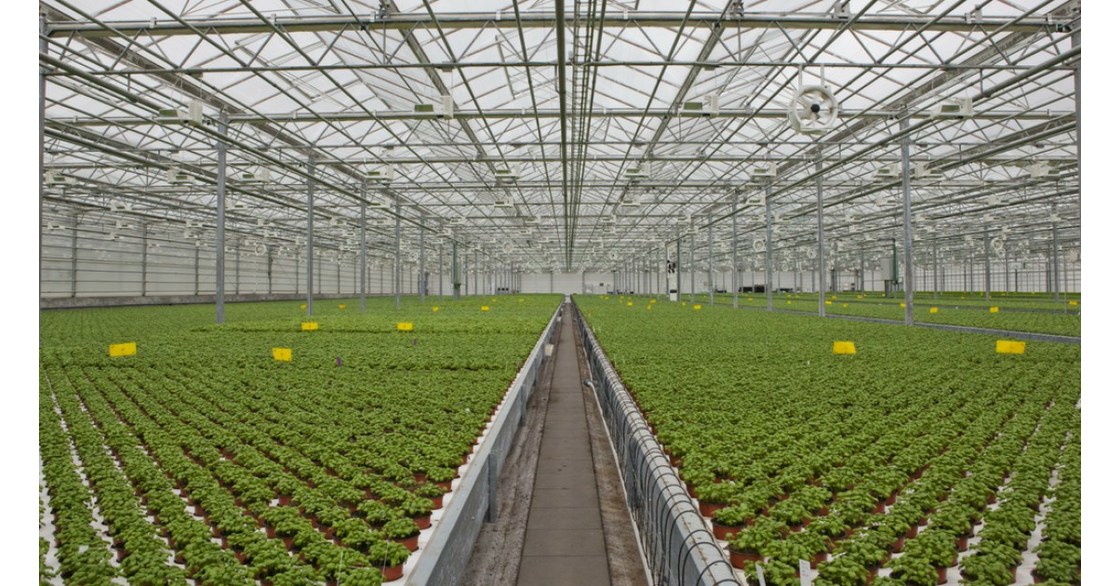 https://mma.prnewswire.com/media/1775336/Gotham_Greens_Interior_greenhouse.jpg?p=facebook