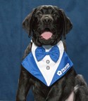 PenFed Credit Union Welcomes Puppy with a Purpose 'Alfie' to Help a Military Veteran or First Responder with a Disability