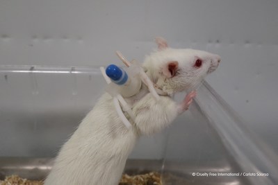 A rat with a cannula at the Vivotecnia contract research facility in Madrid, taken as part of Cruelty Free International’s investigation into animal abuse at the laboratory, published in April 2021. © Cruelty Free International and Carlota Saorsa.