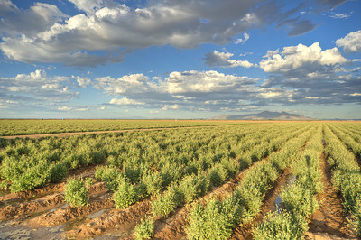 Guayule grown at Bridgestone's 281-acre guayule farm in Eloy, Arizona.