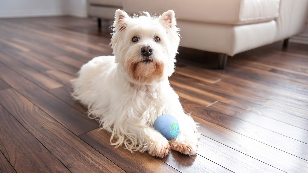 Wicked Ball PE: Smart Interactive Dog Toy for Medium & Large Breeds