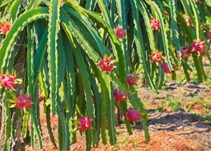 Sunburst Nurseries Boosts Production Using MegaDrive® LED Technology from California Lightworks