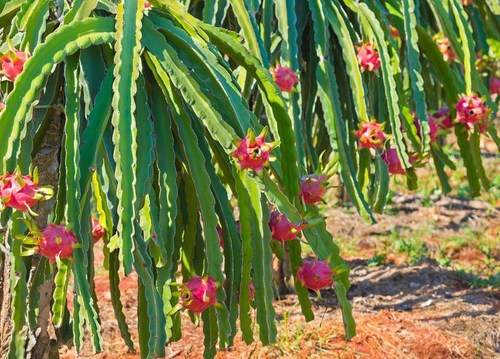 Sunburst Nurseries is known for cultivating dragon fruit, a mildly sweet flavored fruit often described as a blend of pear and kiwi.