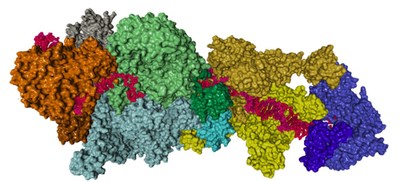 Proteins that assemble into the machinery needed for DNA repair in live bacterial cells. -BHARATI ET AL., NATURE