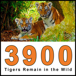 Endangered Tigers Organization Launched by a Grandfather on a Mission Endangered Tigers Organization Launched by a Grandfather on a Mission