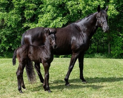 "V" on the lookout: We're searching for "V" names for our newborn horses!