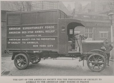 Horse ambulance given to the American Expeditionary Force in Europe during World War I. The ASPCA also provided training to army veterinarians and helped attend to animal welfare on the home front. Photo taken from the 1919 ASPCA Annual Report.