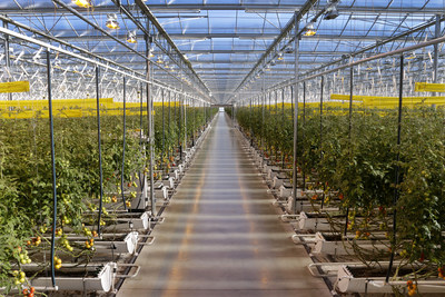 Building on their groundbreaking success using dynamic lighting to grow Canada's first commercial crop of winter peppers, Sollumtm now enters the second phase of funding with SDTC receiving $2.5M from them to jumpstart a demonstration project valued at $14M to highlight the lighting solution's benefits for the production of greenhouse tomatoes with partners SAVOURA Group (illustrated in this photo), Prism Farms and Agriculture and Agri-Food Canada's Harrow Research and Development Centre (Harrow RDC). (CNW Group/Sollum Technologies)