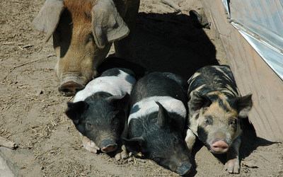 Pigs at a high welfare farm in Canada. These pigs have access to the outdoors and are not kept in cages. Photo: World Animal Protection. (CNW Group/World Animal Protection)